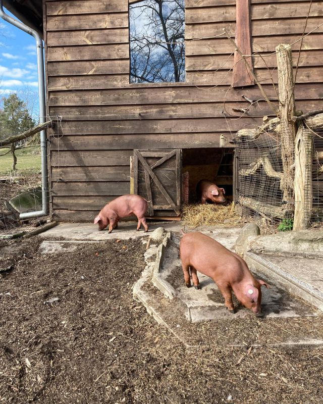 Erster Ausflug für unsere drei neuen Schweinchen!
 

#schweinestall #schweine #tiereerleben #naturerleben #tierehautnah #urlaubinbrandenburg