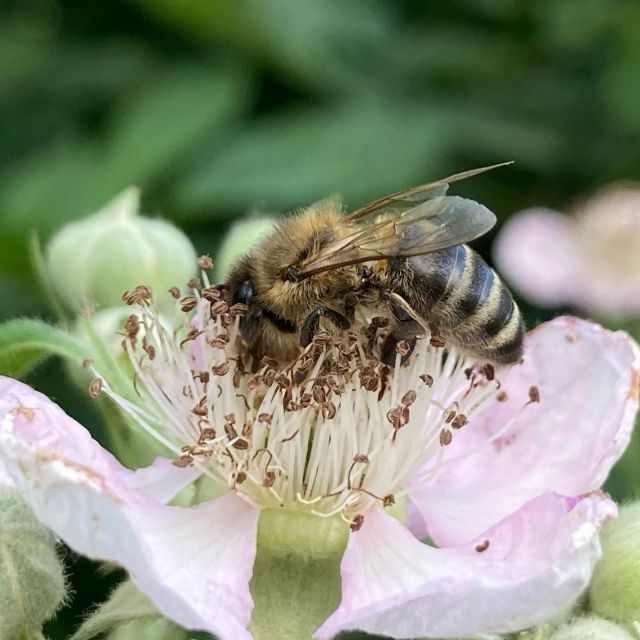 Die Brombeeren blühen und werden gut besucht 🐝

#bienenweide🐝 #insektennahrung #brommbeeren #sommerurlaub #urlaubinbrandenburg #rausindienatur