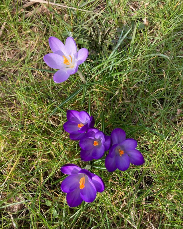 Die ersten Frühlingstage tun so richtig gut, befürchte aber das Pfauenauge ist wohl ein bisschen zu früh aufgewacht. 

#frühlingsboten🌷🌱🌞 #urlaubinbrandenburg #naturerĺeben #naturbeobachten #urlaubmitkids #urlaubmitfreunden #urlaubmitfreundenundfamilie❤️