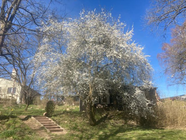 Frühling, es summt und brummt!

#mirabellenblüte #frühling #urlaubinbrandenburg #rausaufsland #naturerleben #raussusderstadt #urlaubmitkids #urlaubmitfamilieundfreunden