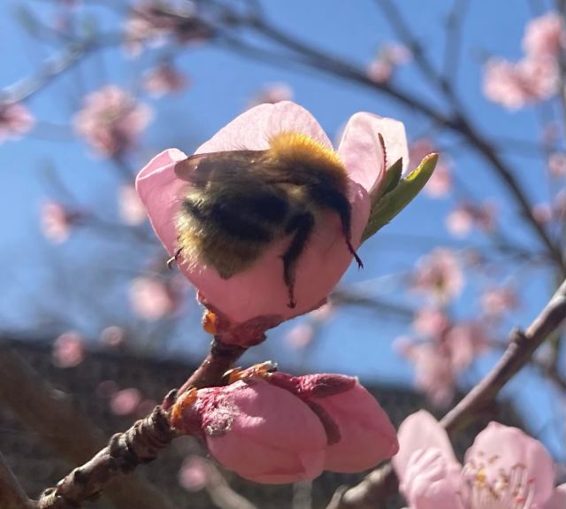 Die Kirsch- und Pfirsichbäume blühen, ein Festmahl für die Insekten.
 

#frühlingsblüte #insektenbuffet #urlaubaufdemland #naturerleben #rausausderstadtreinindienatur #urlaubmitkids #urlaubmitfamilieundfreunden #urlaubinbrandenburg