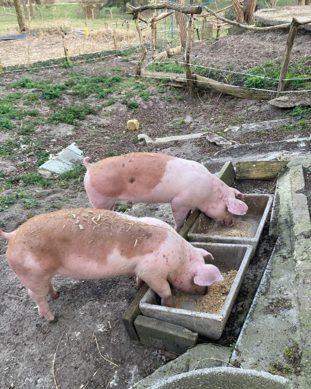 Unsere neuen Schweinchen haben sich schon eingelebt, sie heißen Bibi & Tina.
Ihr wollt unsre Tiere kennenlernen und den Frühling im Grünen genießen?
An den Wochenenden 16.-18.5 und 23-25.5 haben wir noch freie Unterkünfte 😊

#schweinchenglück #urlaubbeitieren #urlaubaufdemland #urlaubinbrandenburg #rausindienatur☀️ #urlaubmitkids #urlaubmitfamilieundfreunden #ferienbungalow